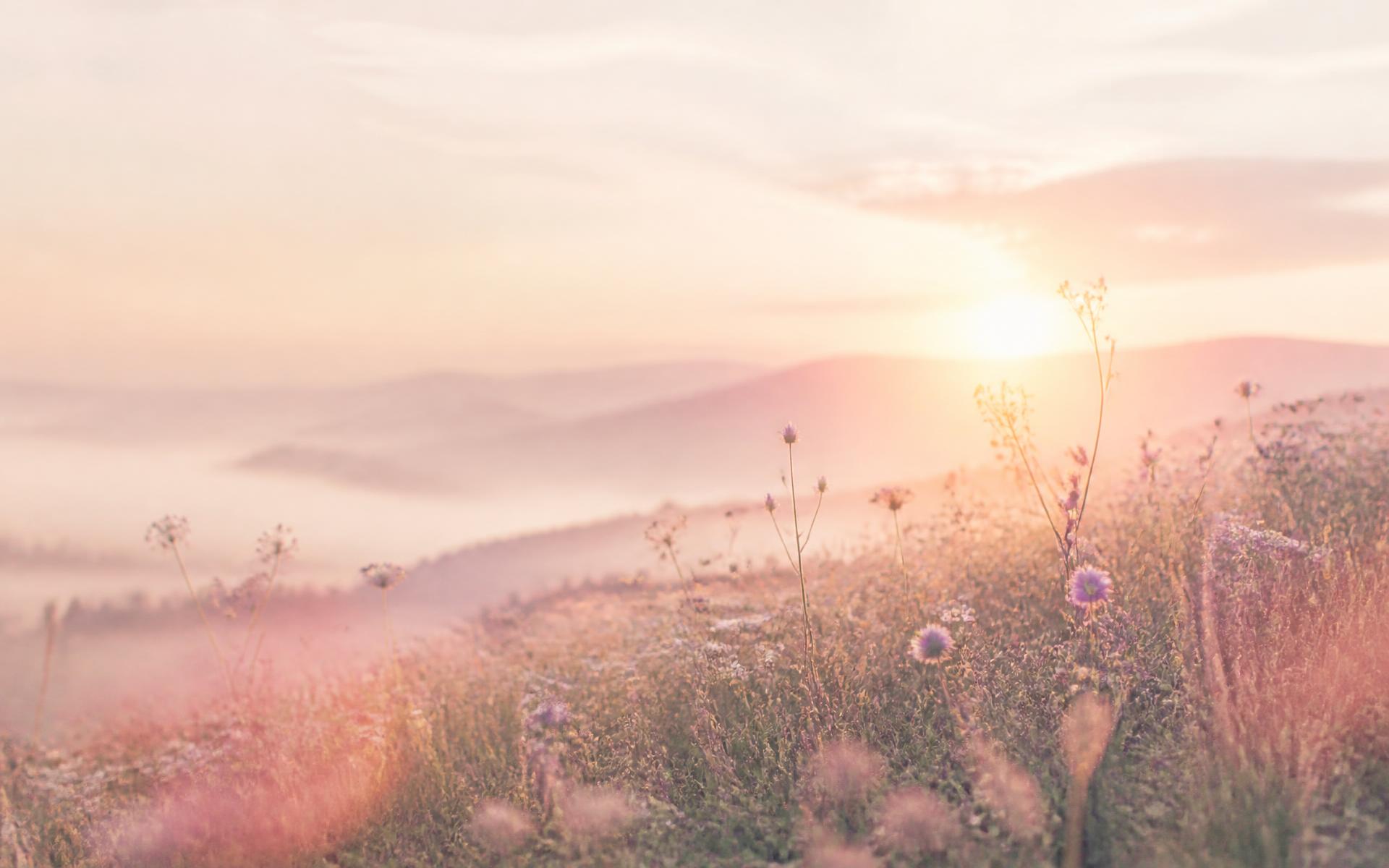 Sunrise over a misty wildflower meadow